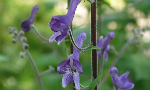 Vackra lila blommor, men var försiktig, detta är stormhatt giftig.