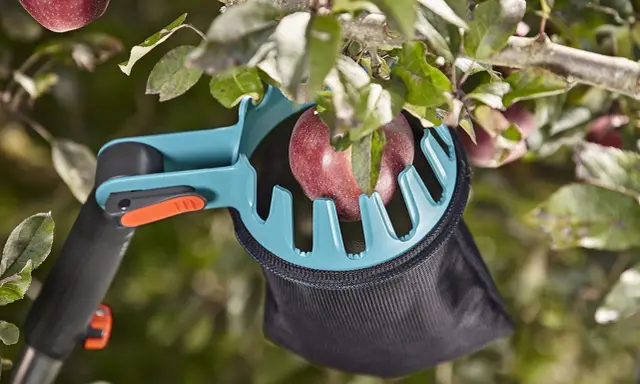 Un sécateur à fruits attrape une pomme rouge, facilitant la tâche de recueillir les fruits des branches hautes.