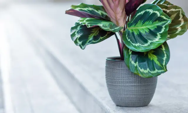 Calathea w szarej doniczce, z pięknymi, wzorzystymi liśćmi. Dowiedz się, jak dbać o tę roślinę.