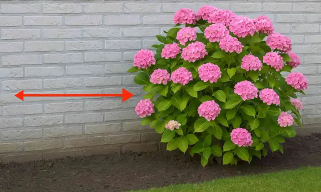 Un hortensia rose luxuriant près d'un mur de briques. La distance suggérée pour planter un hortensia d'un mur est indiquée par une flèche rouge.