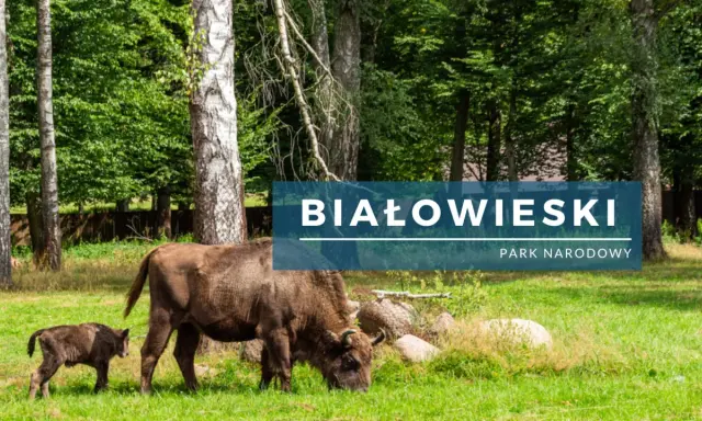 Żubrzyca z cielakiem pasą się na łące w Białowieskim Parku Narodowym.