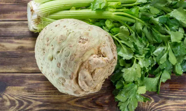 Un céleri-rave rustique et ses tiges vertes sur fond de bois. La culture du céleri rave est une tradition culinaire.