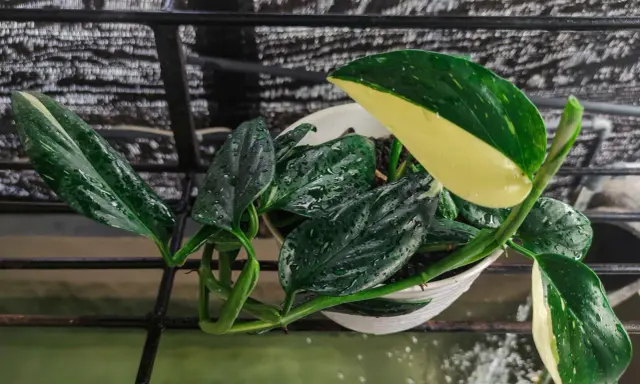 Monstera Standleyana w białej doniczce, z liśćmi pokrytymi kroplami wody, na czarnej kratce.