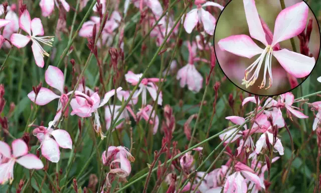 Fleurs de gaura rouge, délicates et rosées, parsemées de gouttes de pluie. L'entretien de ces beautés est simple pour un jardin éclatant.