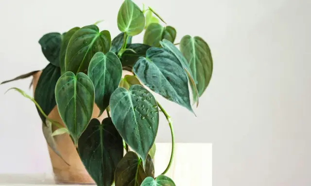 A bujna roślina doniczkowa, philodendron micans, z ciemnozielonymi, aksamitnymi liśćmi pokrytymi kropelkami wody.