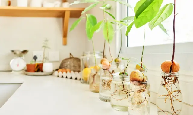 Varios aguacates en proceso de germinación en frascos con agua, mostrando raíces y brotes. Un proyecto para plantar aguacate en casa.