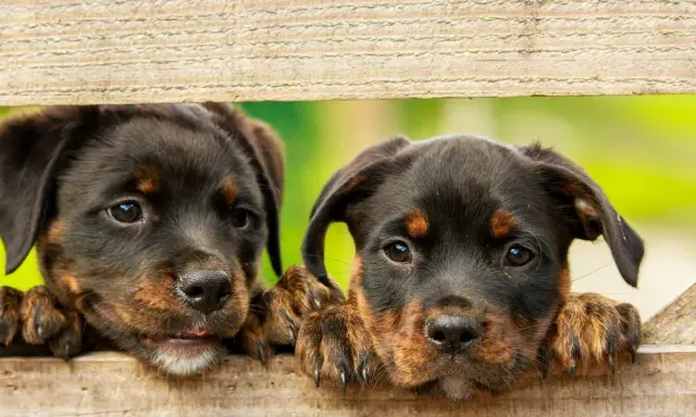 Dwa szczenięta rottweilera zaglądają przez drewniane deski. Szukasz imiona dla psa na "A"? Może ARES albo ARIA?