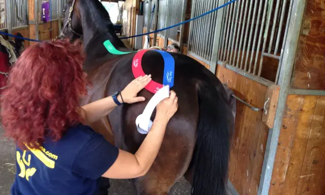 Eine Frau mit roten Haaren klebt einem braunen Pferd bunte Tapes auf den Rücken. Das pferd tapen ist eine Methode zur Unterstützung.