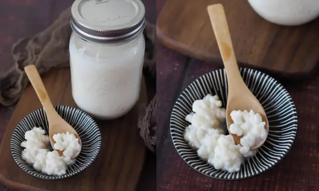Kefir-Körner auf einem Löffel, bereit, Kefir selber zu machen. Daneben ein Glas mit fertigem Kefir.