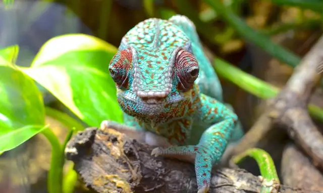 Kameleon o turkusowej skórze z czerwonymi plamkami, siedzący na gałęzi w Oslo Zoo, z zielonymi liśćmi w tle.