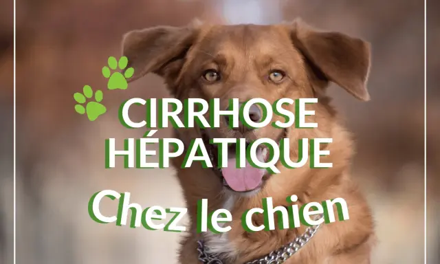 Un chien au regard doux, avec des empreintes de pattes vertes. Le texte indique "Cirrhose hépatique chez le chien", abordant l'espérance de vie.