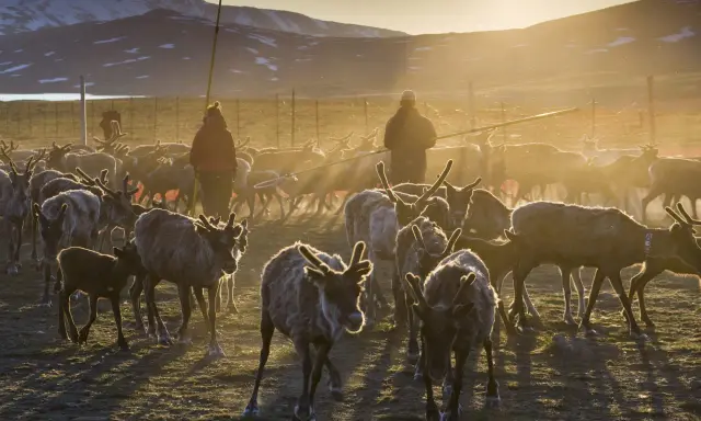 Renar i solnedgången, en del av samernas traditionella liv som ursprungsfolk i Sverige.