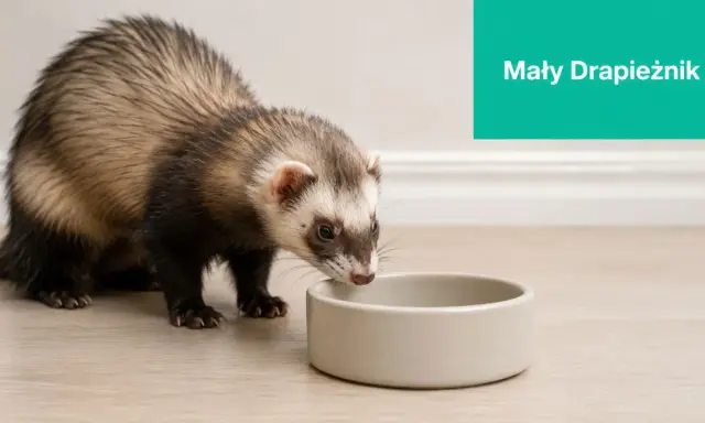 Mały drapieżnik, fretka, pochyla się nad pustą miseczką, zastanawiając się, co jedzą fretki.