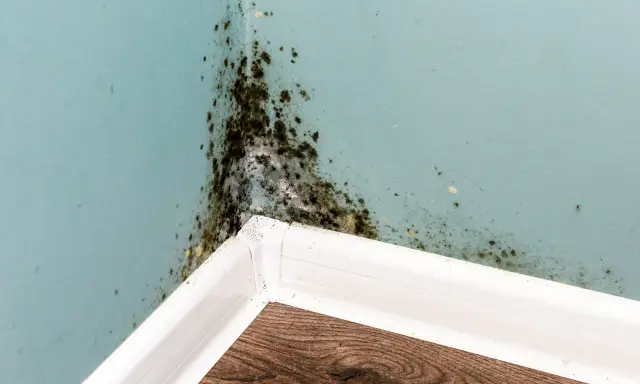Angolo di una stanza con muffa nera e giallastra sulle pareti azzurre, segno di umidità e di **perché si forma la muffa in casa**.