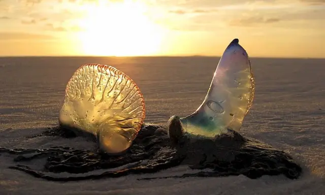 Due meduse che non pungono, trasparenti e iridescenti, sulla sabbia al tramonto.