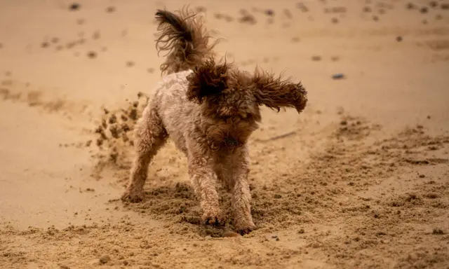 Puszysty piesek na plaży, w piasku, jakby zastanawiał się, dlaczego pies zakopuje jedzenie.