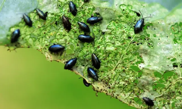 Petites altises noires dévorent une feuille verte. Un traitement naturel est nécessaire pour protéger les cultures.