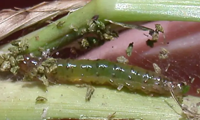 A green sod webworm larva, a common pest, is shown on grass blades. This image highlights the need for effective sod webworm treatment to protect lawns.