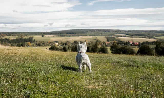 West highland white terrier na tarnicy, wpatrzony w krajobraz.