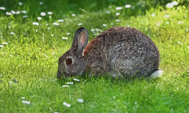 Zajączek w trawie, choć wygląda zdrowo, może być nosicielem pomoru królików.