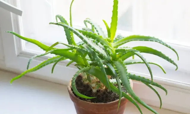 Zielony aloes w glinianej doniczce na parapecie. Dowiedz się, jak ukorzenić aloes, aby cieszyć się jego dobroczynnymi właściwościami.