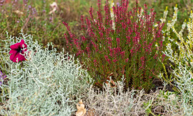 Plante de bruyère rose et fleur pourpre dans un jardin avec des plantes grises et vertes.