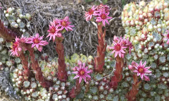 Fleurs roses de joubarbe sur des tiges rouges. Faut-il couper les fleurs de joubarbe ? Ces succulentes sont magnifiques en fleur.