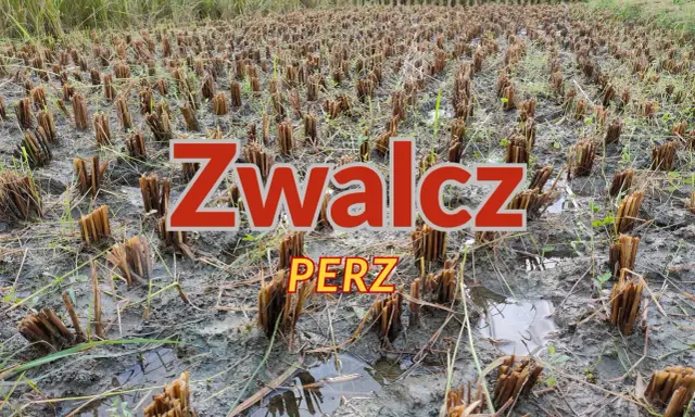 Pole po żniwach, z widocznymi śladami po perzu. Czas na ekologiczny oprysk na perz, by przygotować ziemię na nowy sezon.