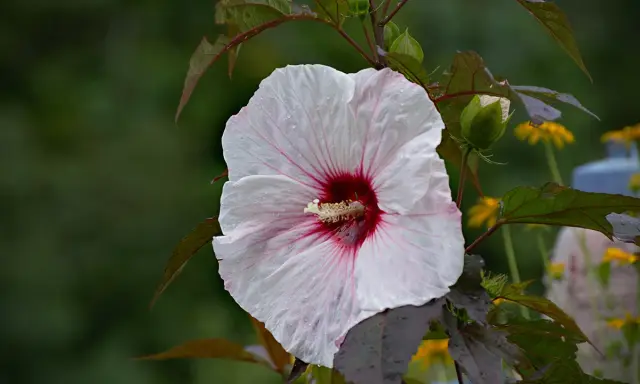 Duży, biały hibiskus bagienny z bordowym środkiem, z kroplami deszczu. Uprawa tej rośliny jest satysfakcjonująca.