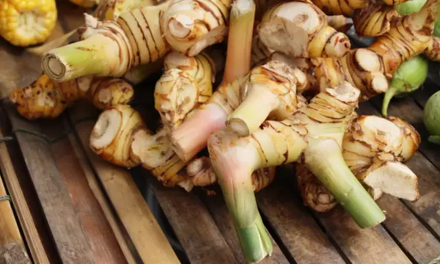 Gros plan sur des rhizomes de galanga frais, prêts à révéler leurs bienfaits. Ces racines aux teintes orangées et vertes promettent saveur et santé.