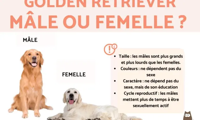 Un Golden Retriever mâle et une femelle sont présentés, comparant leurs caractéristiques. Le mâle est plus grand et plus lourd que la femelle.