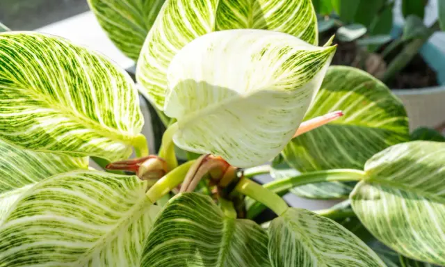 Philodendron Birkin z białymi prążkami na zielonych liściach, tworzącymi unikalny wzór.