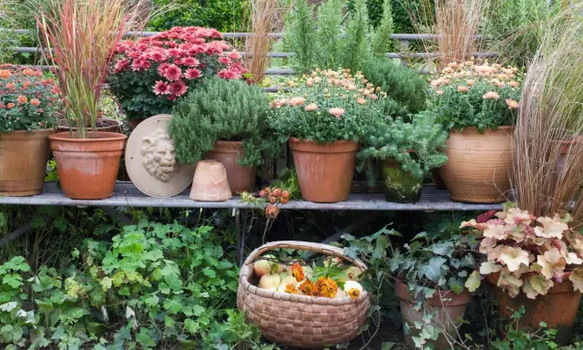 En härlig samling krysantemum ute i krukor, tillsammans med prydnadsgräs och en korg med äpplen. Hösten är här!