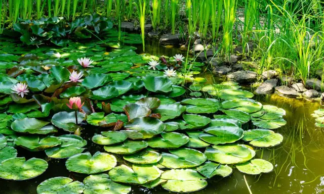 Un étang de jardin paisible, couvert de nénuphars aux fleurs roses et blanches, avec des roseaux verts luxuriants en arrière-plan.