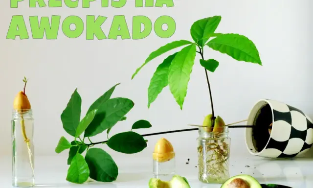 Jak posadzić pestkę awokado: od kiełkowania w wodzie po młode roślinki. Widać pestki w wodzie, pędy i liście.