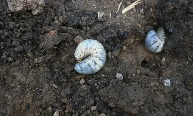Gros vers blancs, larves de hanneton, se tortillent dans la terre sombre, potentiellement dans les pots de fleurs.