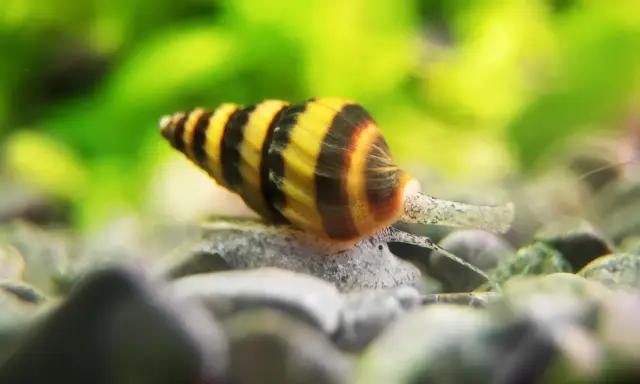 Pasiasty ślimak w akwarium, z żółto-czarną muszlą, powoli przemieszcza się po kamieniach.