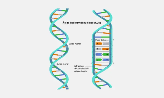 Estructura del adn bicatenario, mostrando surcos mayor y menor, y pares de bases A-T y C-G.