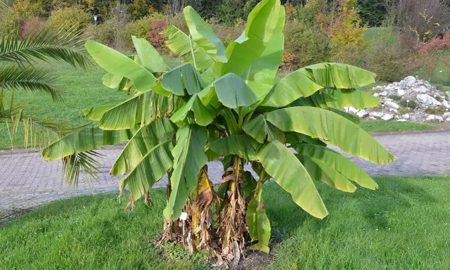 Gros bananier Musa basjoo avec de grandes feuilles vertes dans un jardin.