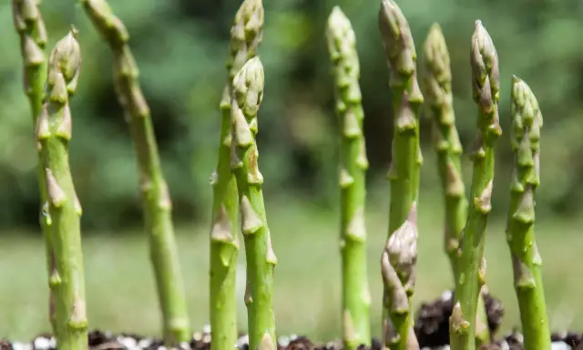 Des jeunes pousses d'asperges vertes émergent du sol, montrant comment poussent les asperges.