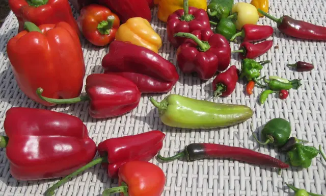 Un assortiment coloré de poivrons et piments. Combien donne un pied de poivron ? Difficile à dire avec cette belle récolte !