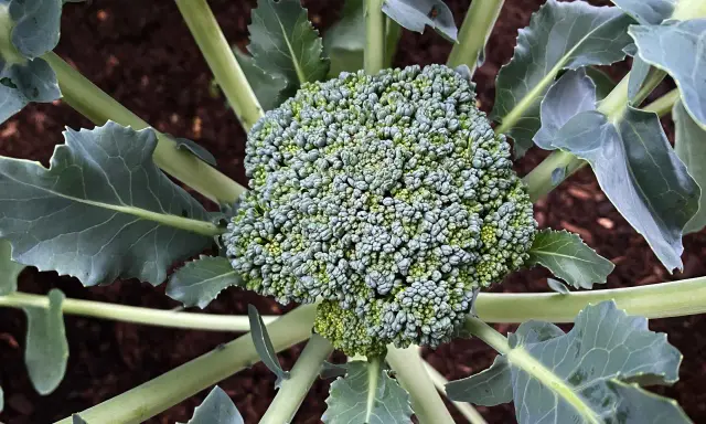 Gros plan sur une tête de brocoli verte et dense, entourée de feuilles larges et bleutées. Le sol brun est visible en arrière-plan. Un beau spécimen de planter brocolis.