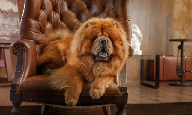Puszysty chow chow waga idealna do przytulania, wyleguje się na skórzanym fotelu.