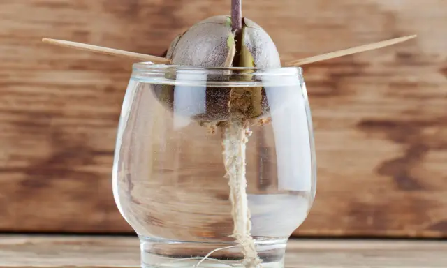 Un avocat germe dans un verre d'eau, prêt à pousser. Combien de temps pour faire pousser un avocat ?