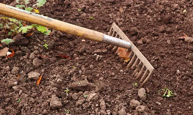Grabie zagłębiają się w ziemię, przygotowując glebę pod nawóz mocznik. Widać młode kiełki i liście.