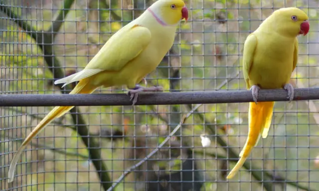 Due parrocchetti dal collare giallo, uno di profilo e l'altro di spalle, riposano su un posatoio davanti a una rete.