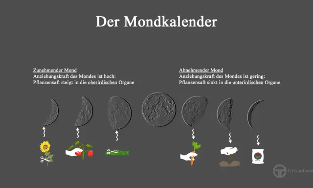 Der Mondkalender zeigt, wie der Mond den Garten beeinflusst: Zunehmender Mond fördert oberirdisches Wachstum, abnehmender Mond unterirdisches.