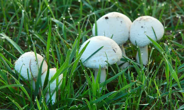 A cluster of white lawn mushrooms emerges from dewy green grass, glistening with morning droplets.