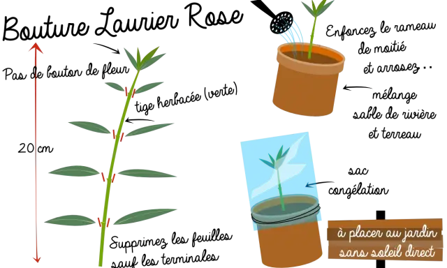 Illustration montrant comment faire une bouture de laurier rose : coupe de tige, mise en pot et protection. À placer au jardin sans soleil direct.