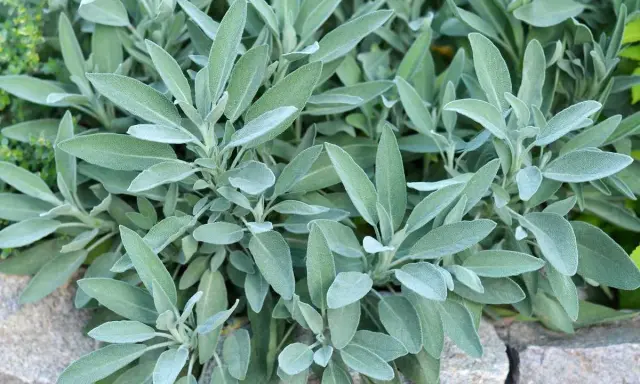 Plantes de sauge en culture, leurs feuilles veloutées et grises se déploient sur un lit de pierres.